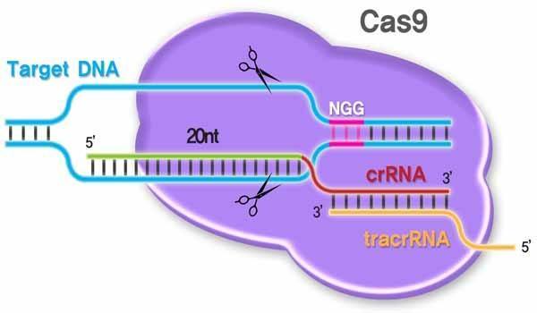 CRISPR Cas9 machanism